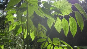 Brassaiopsis au Jardin Jungle Karlostachys