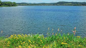 Lac de la Vingeanne - digue aux orchidèes