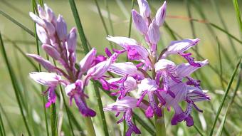 Orchidee militaire