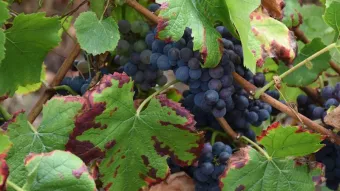 Beaulieu sur Loire -raisin - vignes coteaux du Giennois -