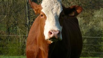 vache